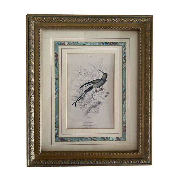 Framed Book Plate 24 Lixar Trochilus Pella Hummingbird 11.5”x 9 5/8” French Mat - Picture 1 of 4